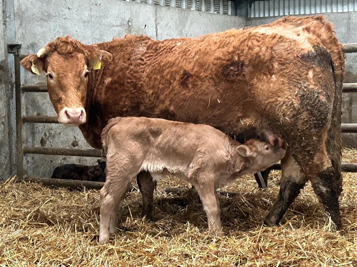 First calved heifer and heifer calf - Image 1