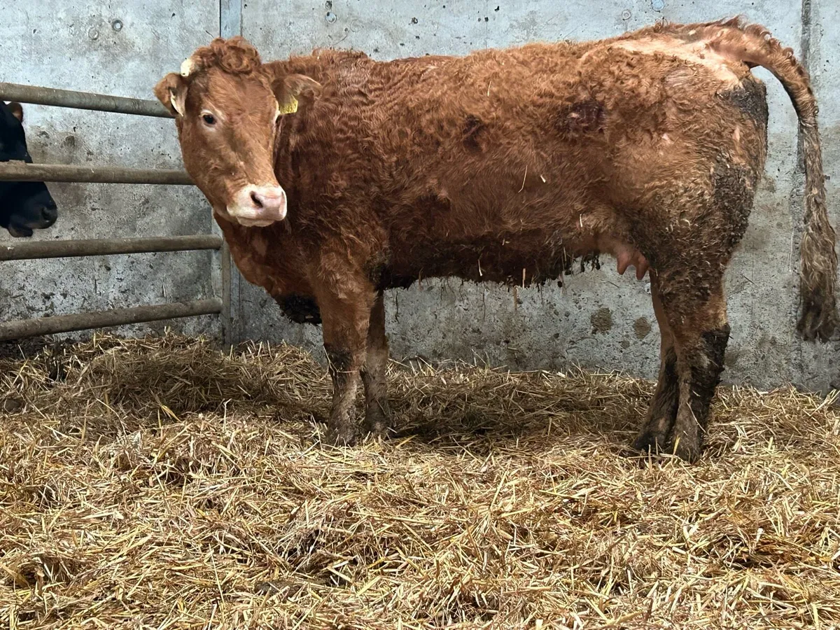 First calved heifer and heifer calf - Image 2
