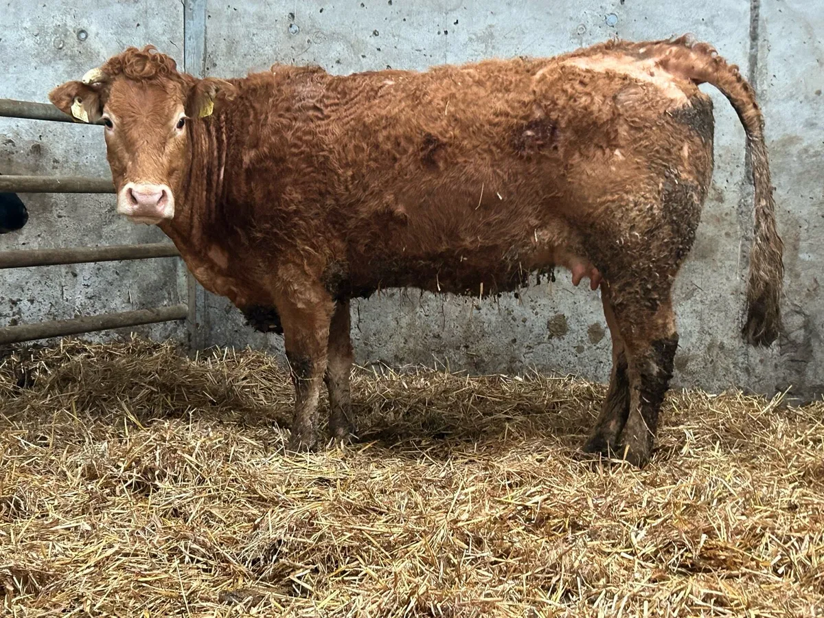 First calved heifer and heifer calf - Image 3