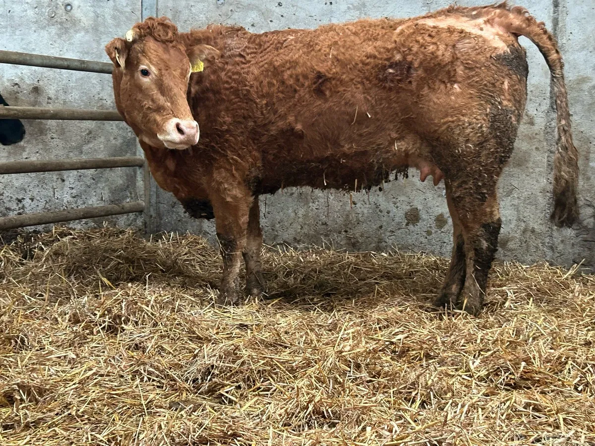 First calved heifer and heifer calf - Image 4