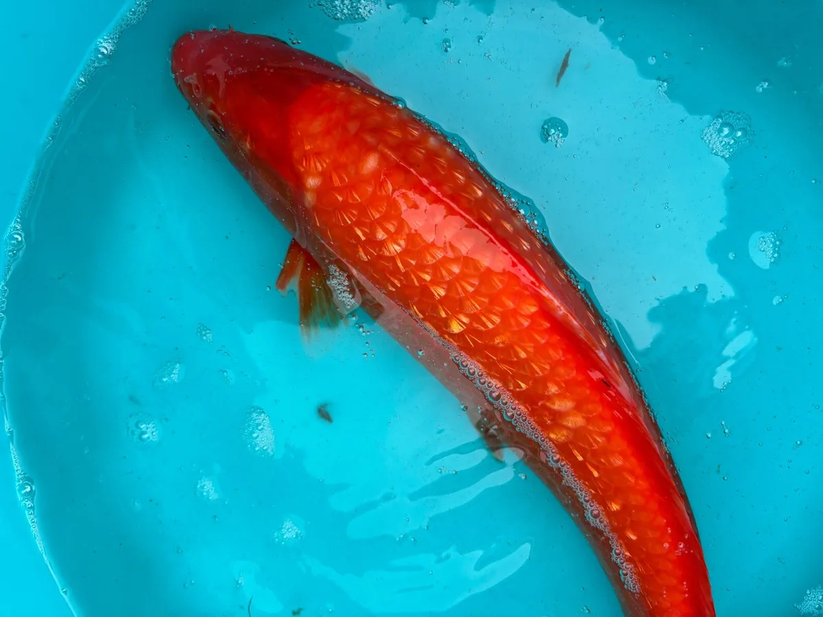 Koi Pond Fish - Image 1
