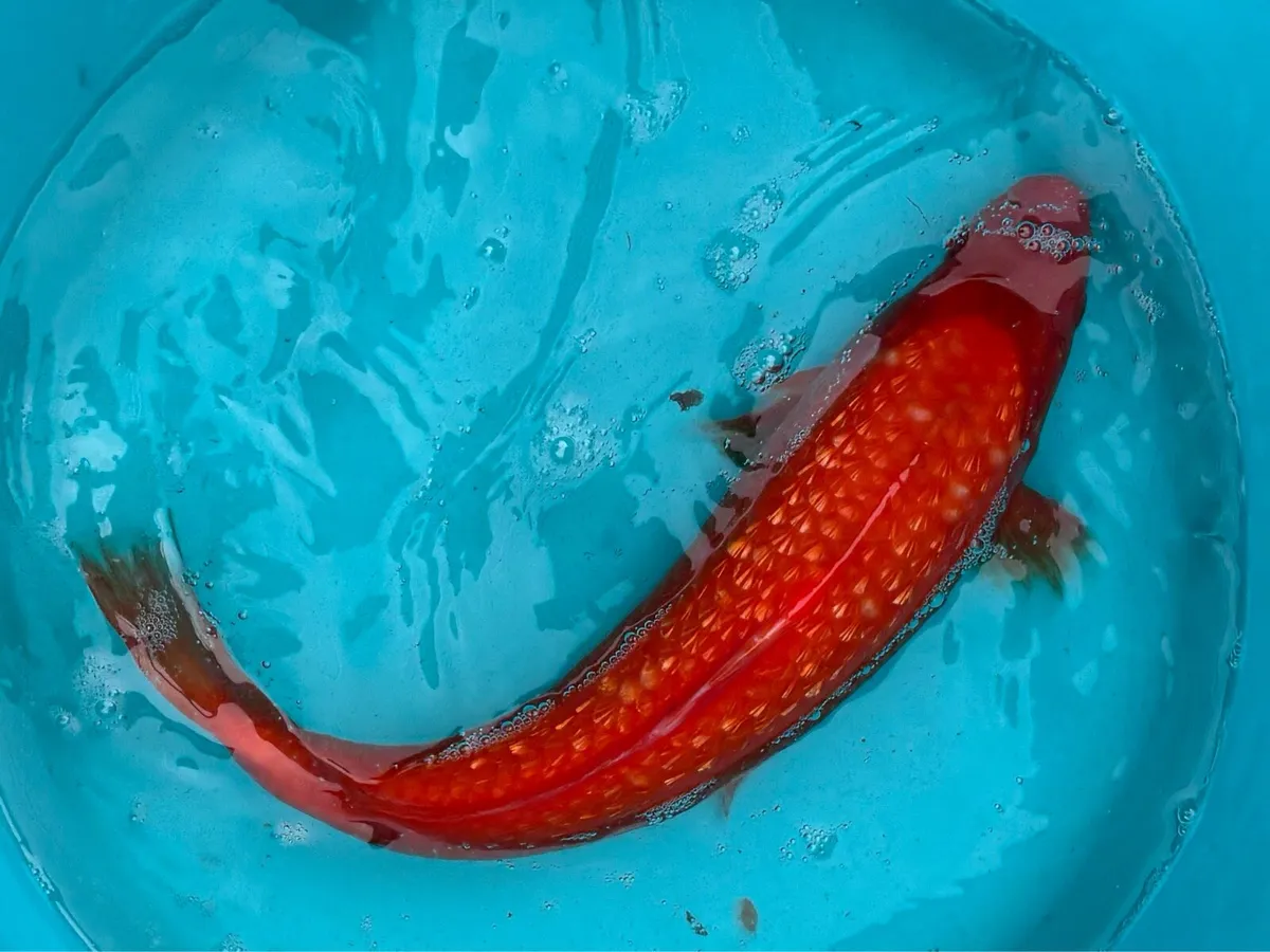 Koi Pond Fish - Image 3