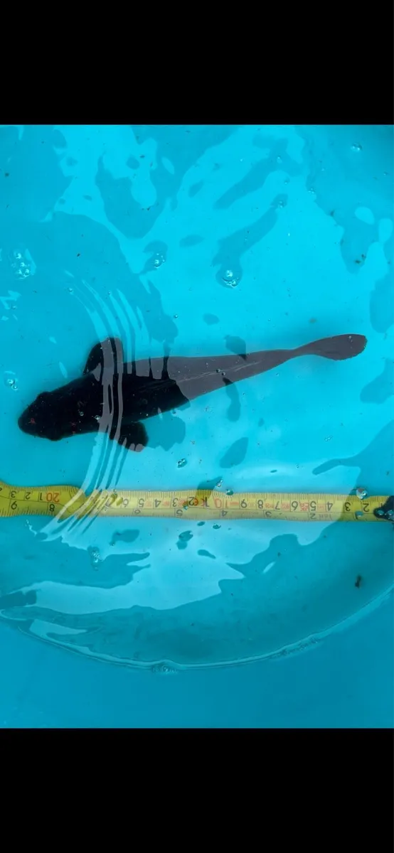 Koi Pond Fish - Image 4