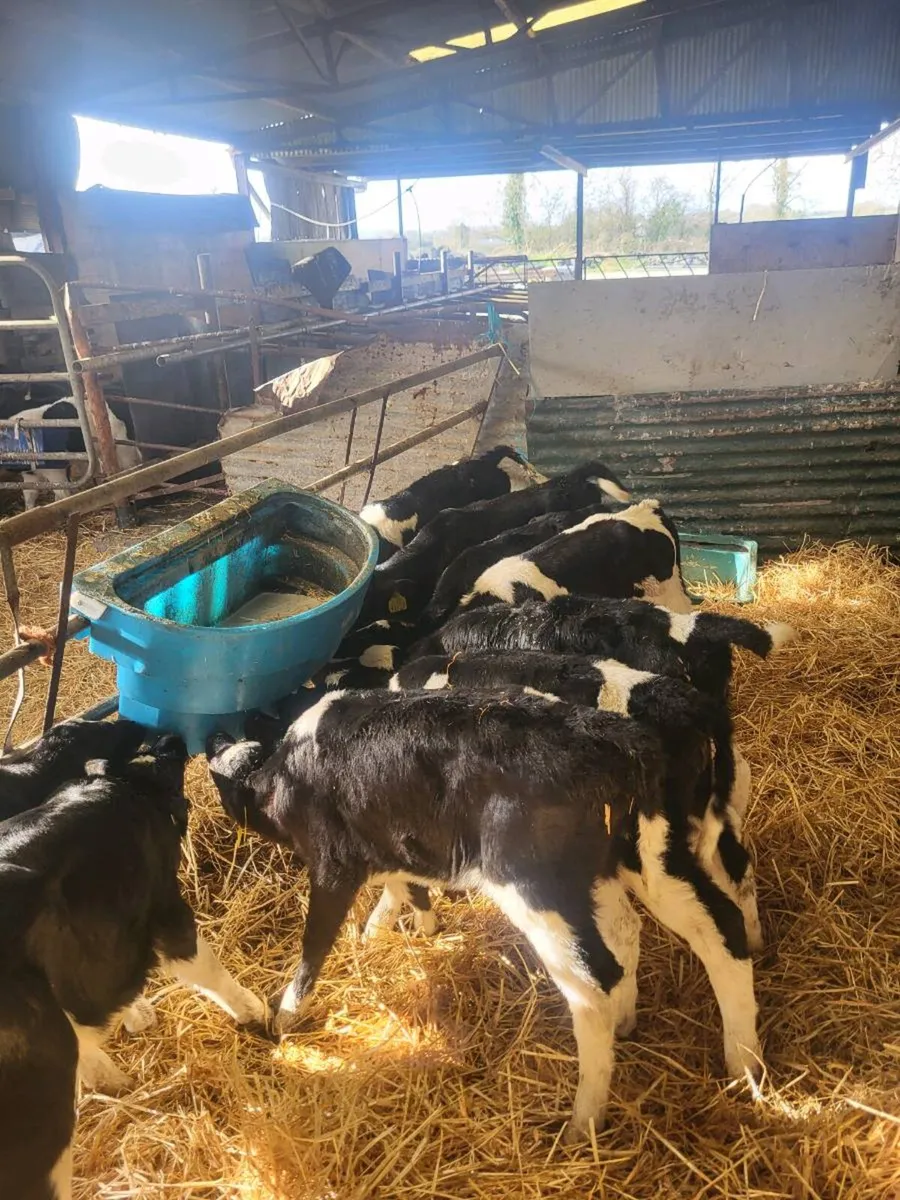 Friesian heifers - Image 1