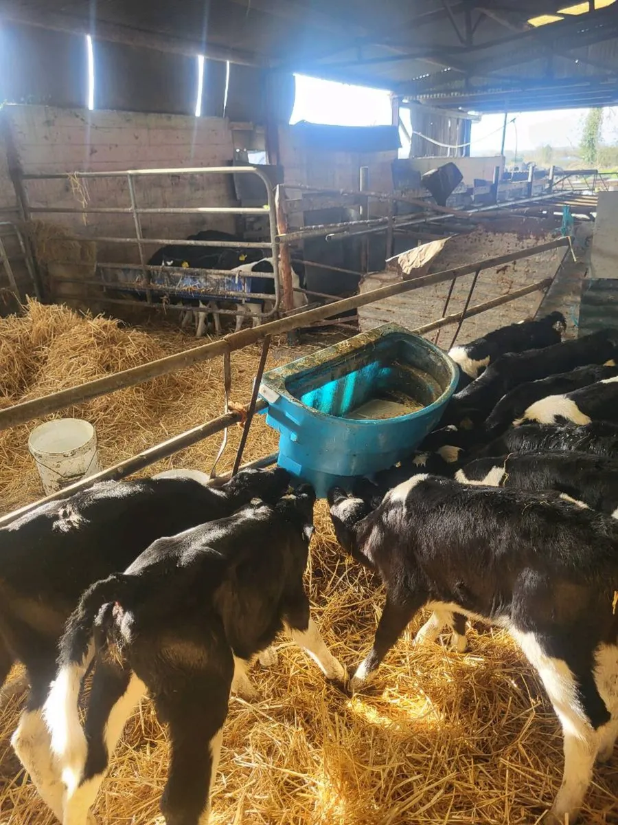 Friesian heifers - Image 2