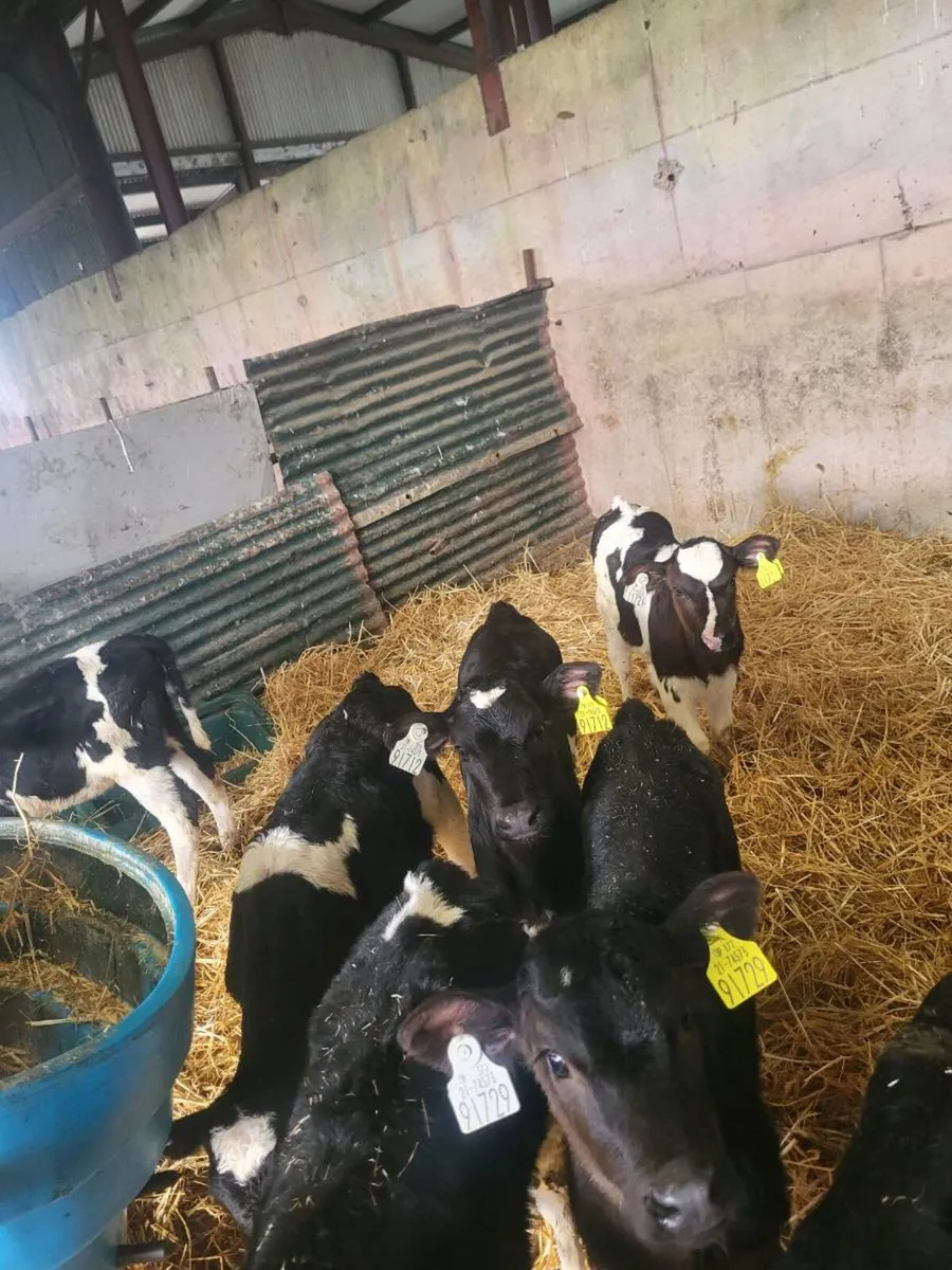 Friesian heifers - Image 3