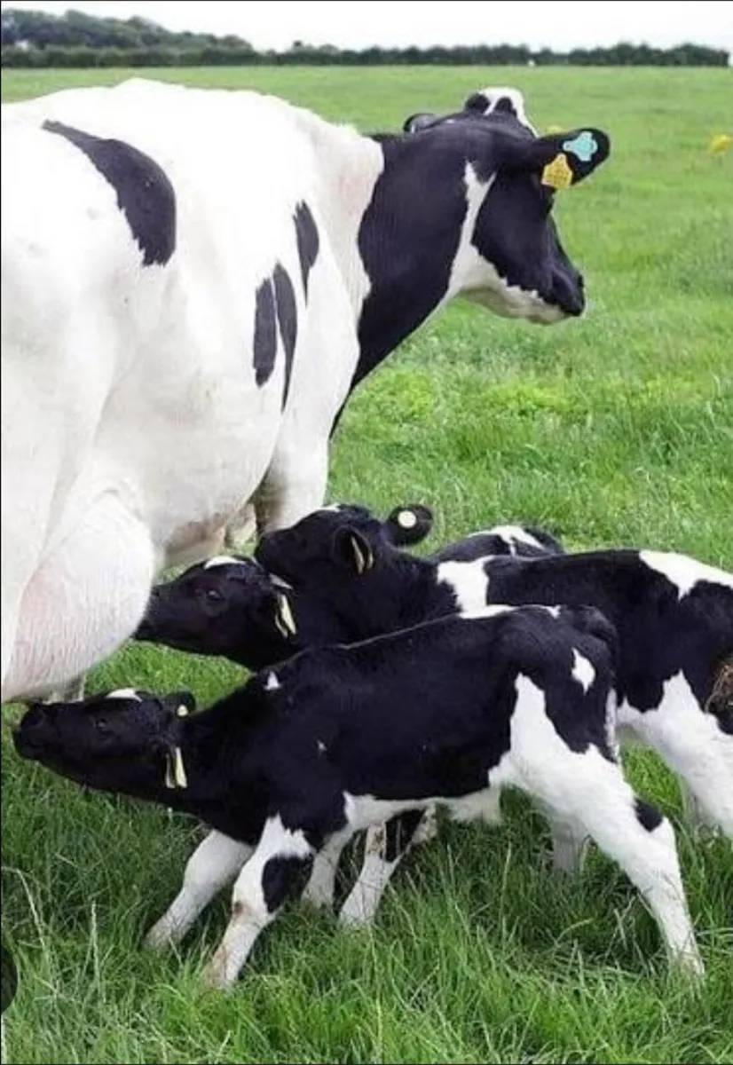Foster Cows