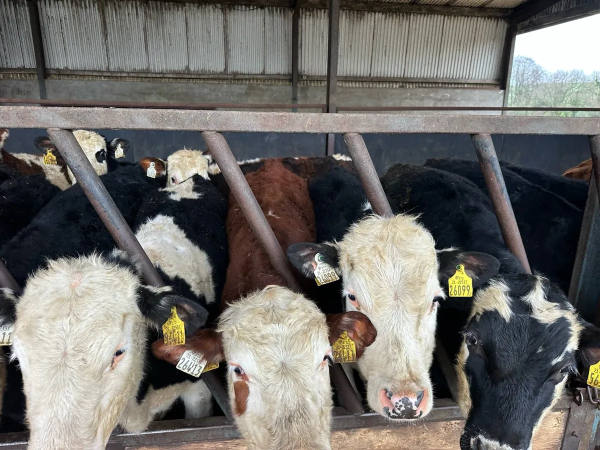 Hereford yearlings - Image 4