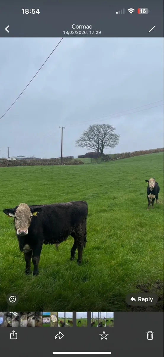 Hereford yearlings - Image 1