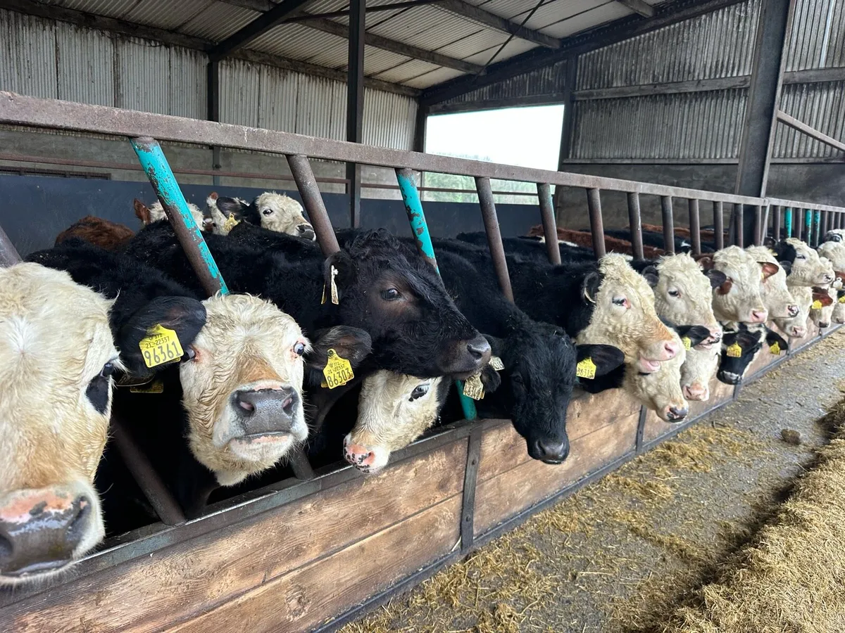 Hereford yearlings - Image 3