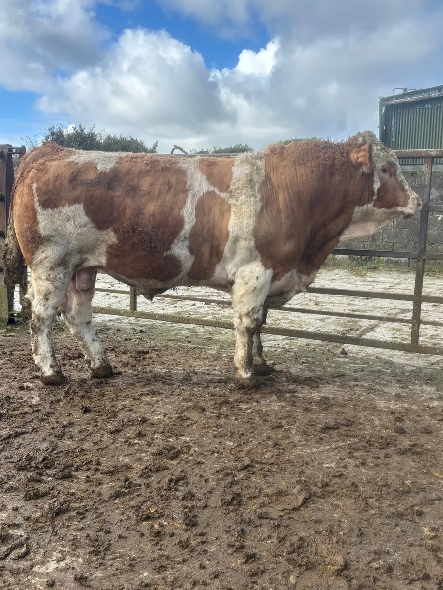 Simmental bulls - Image 1