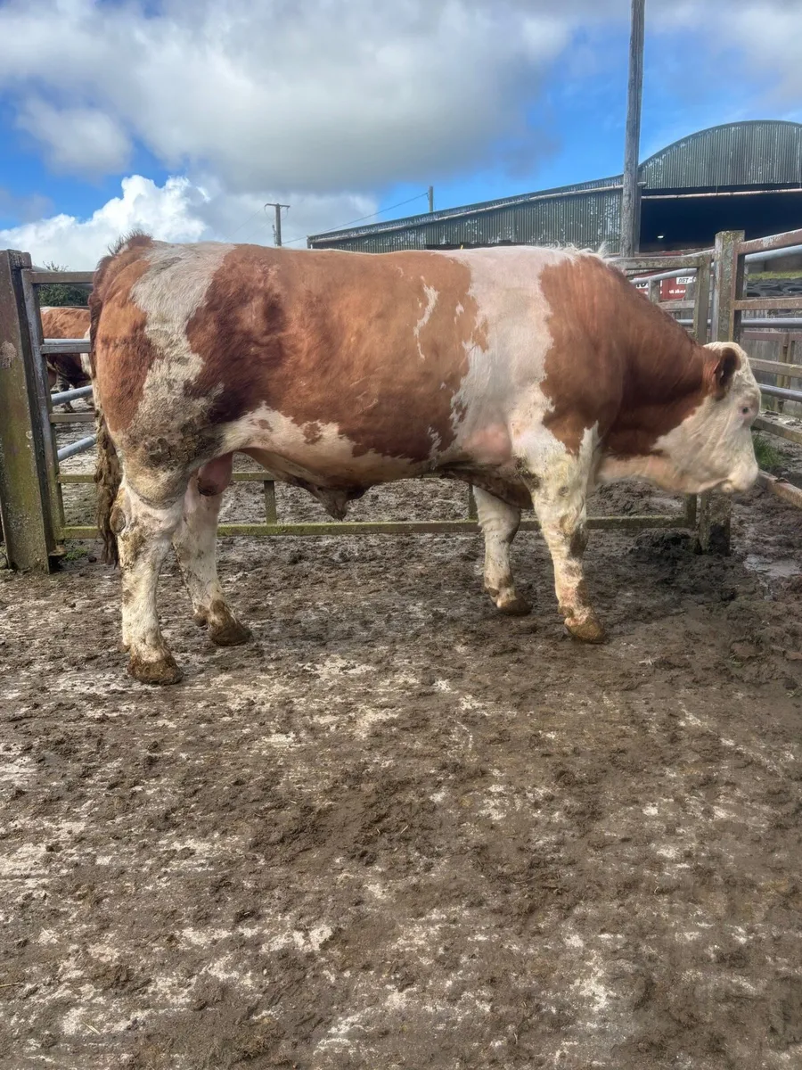 Simmental bulls - Image 4