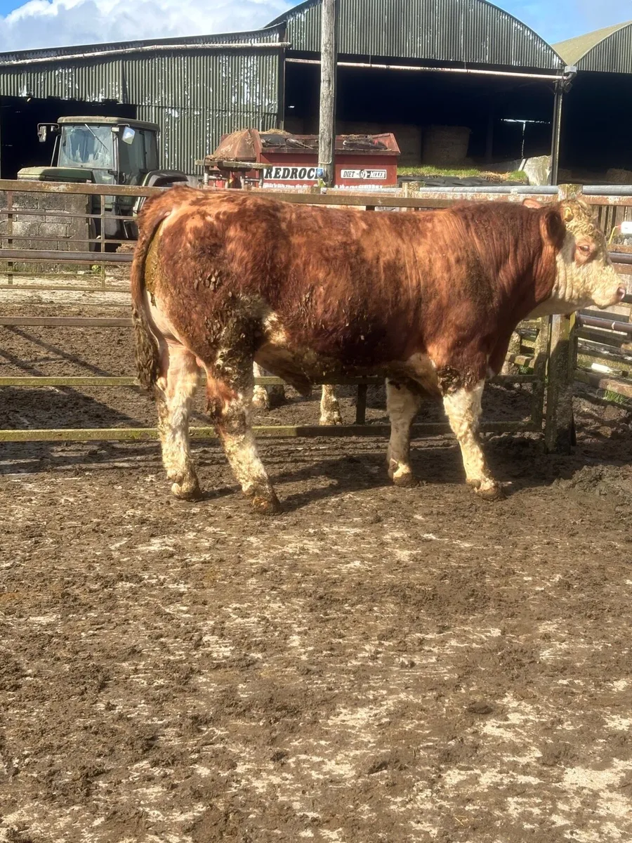 Simmental bulls - Image 2