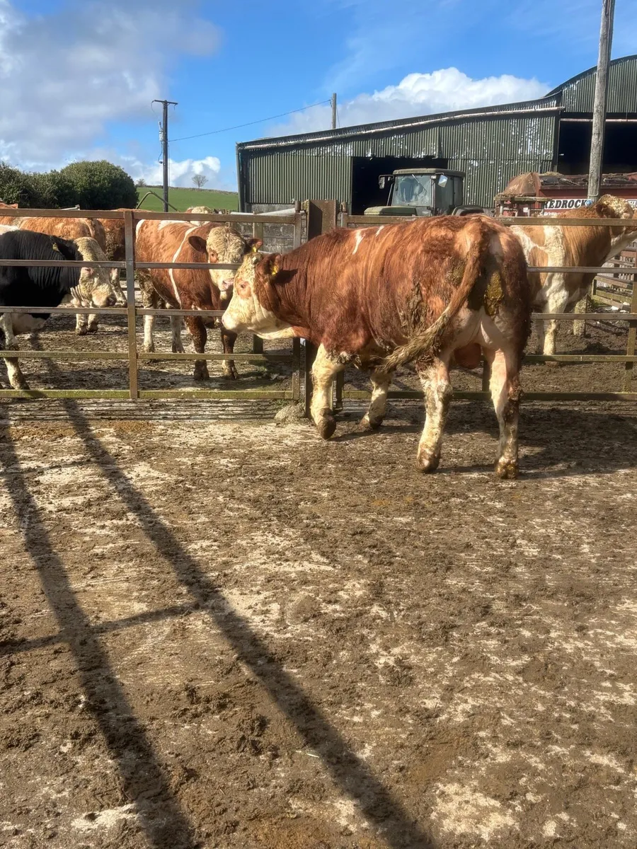 Simmental bulls - Image 3