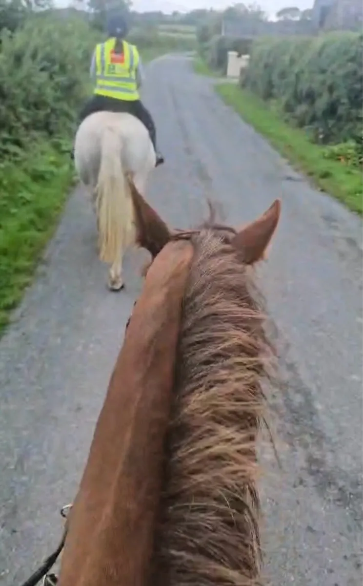 Irish draught 6 year old mare - Image 4