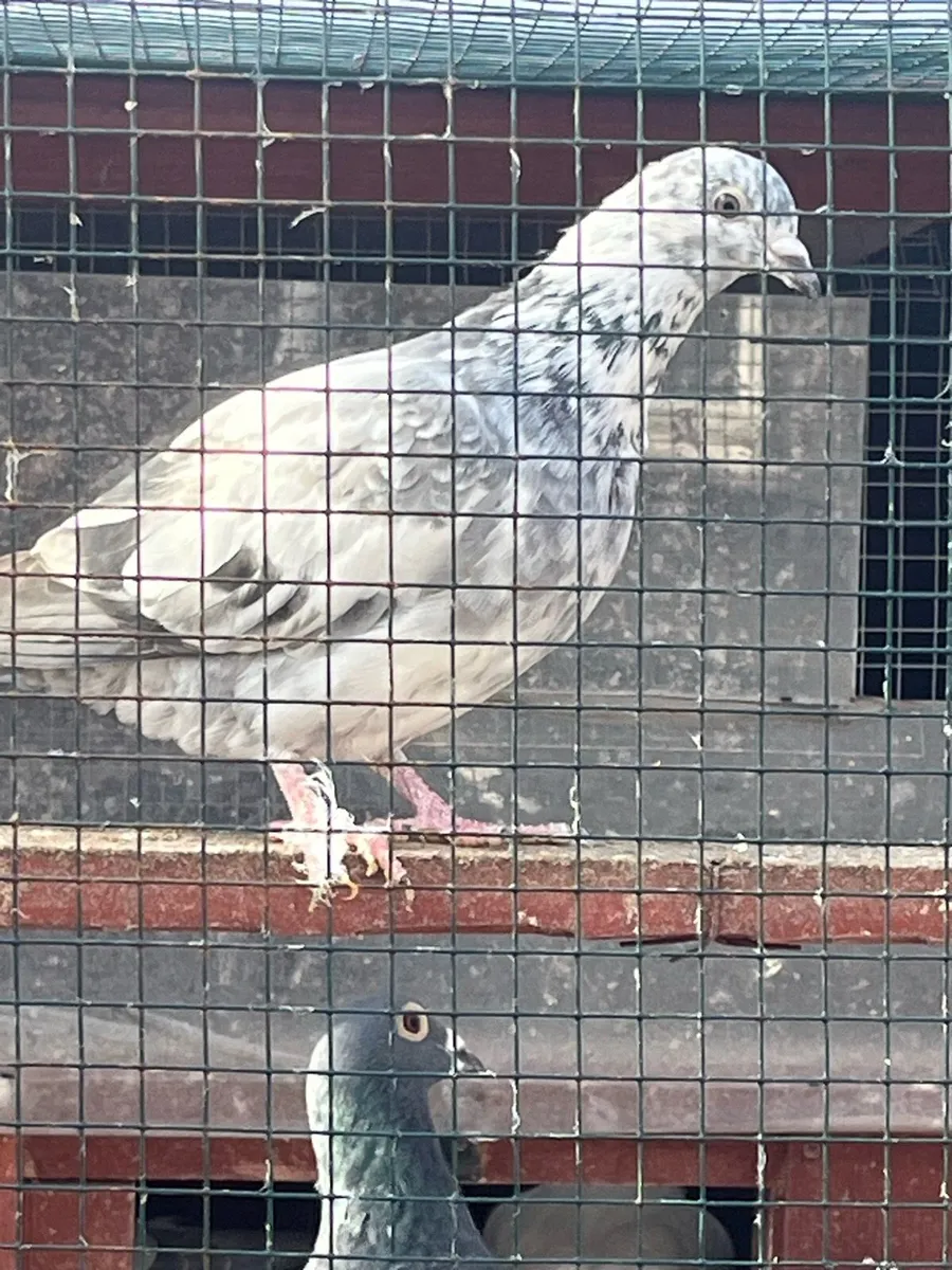 High flyer pigeon & Racer pigeon - Image 2