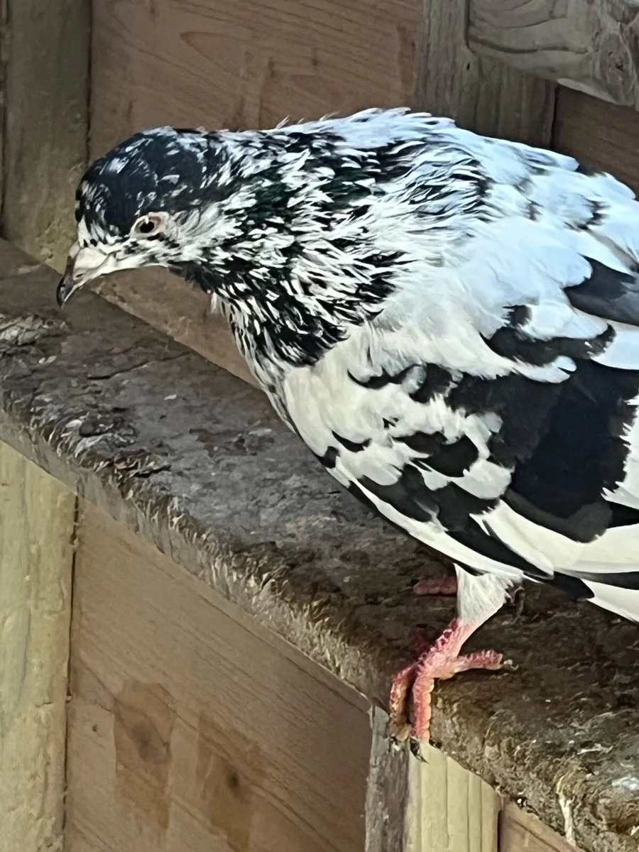 High flyer pigeon & Racer pigeon - Image 3