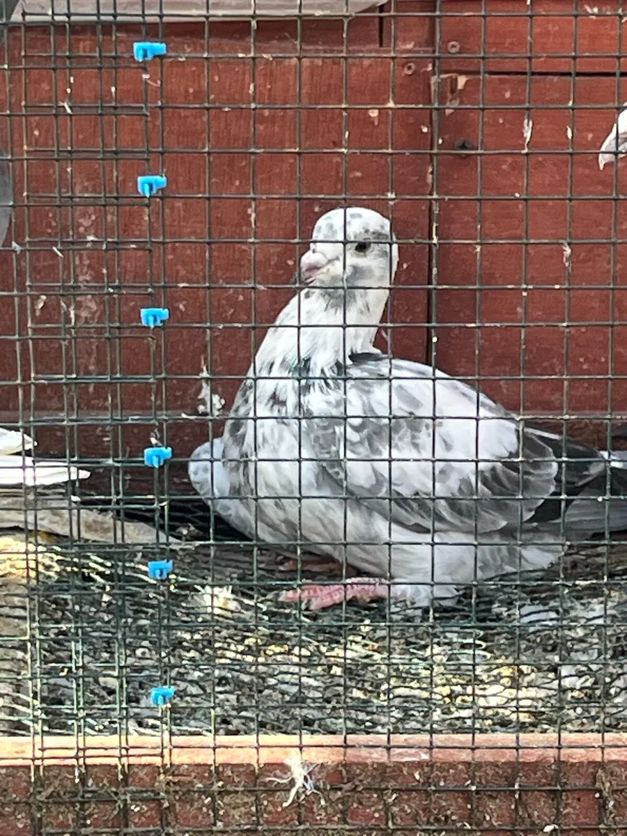 High flyer pigeon & Racer pigeon - Image 1