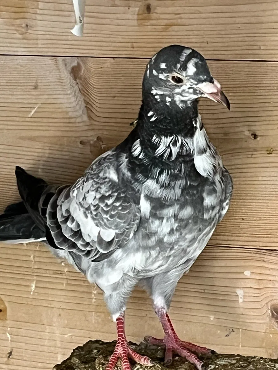 High flyer pigeon & Racer pigeon - Image 3