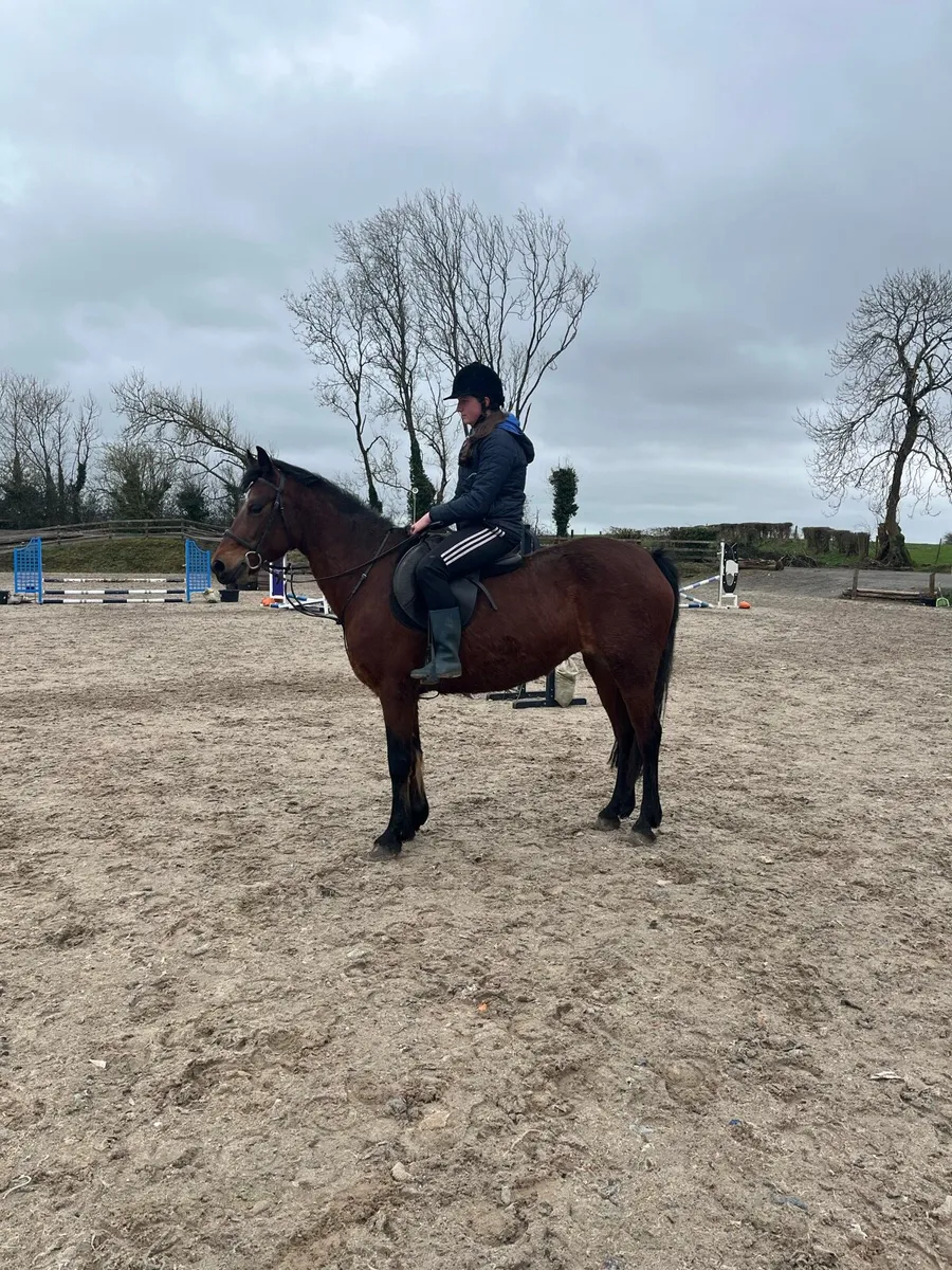 Beautiful 6 year old bay mare - Image 1