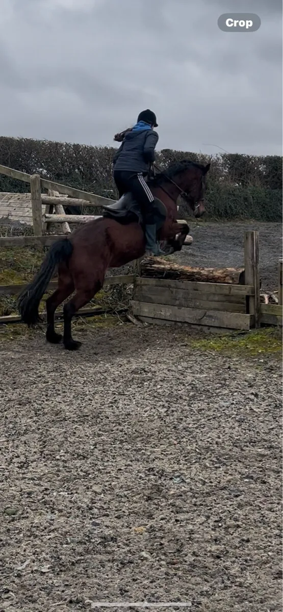 Beautiful 6 year old bay mare - Image 2