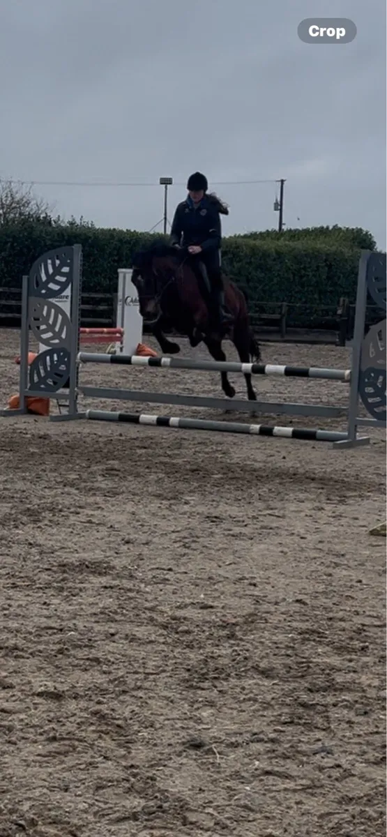 Beautiful 6 year old bay mare - Image 3