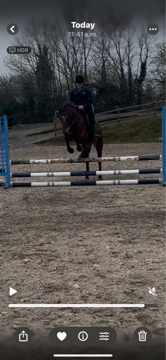 Beautiful 6 year old bay mare - Image 4