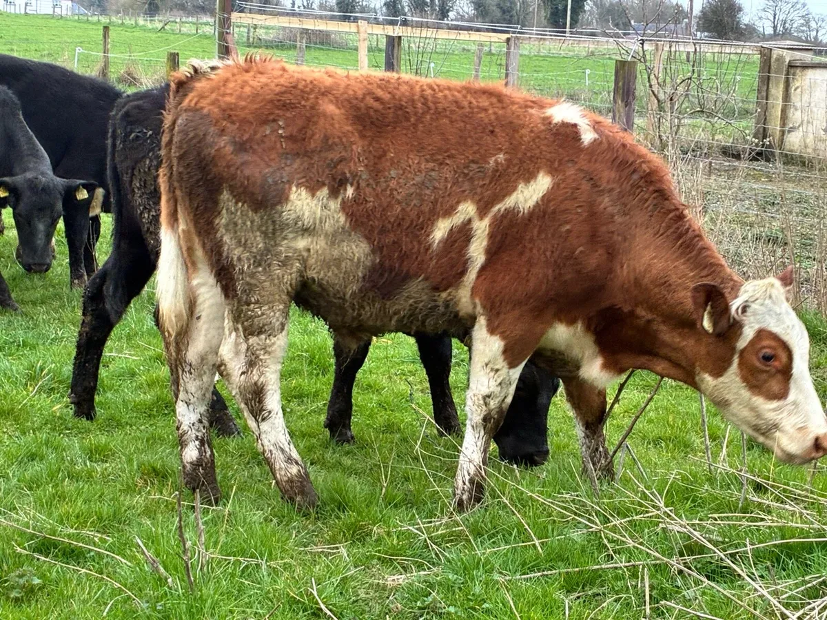 12 smashing Hereford and Angus bullocks - Image 2