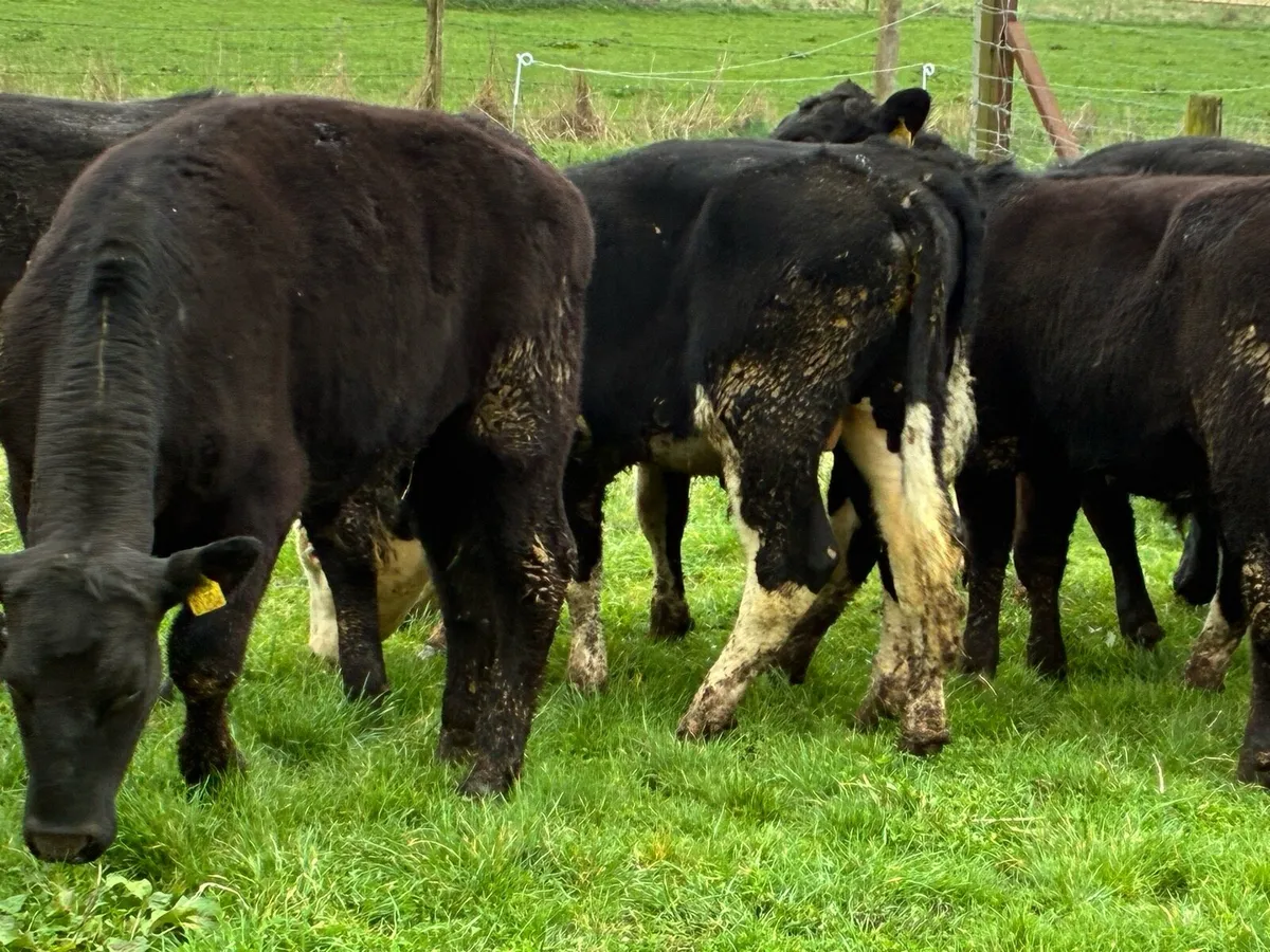 12 smashing Hereford and Angus bullocks - Image 3