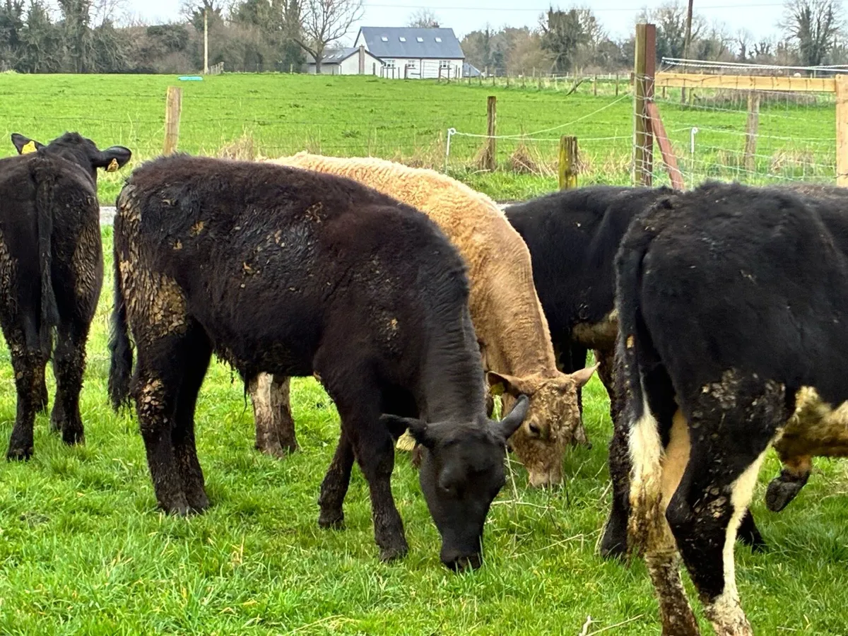 12 smashing Hereford and Angus bullocks - Image 1