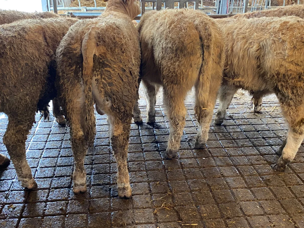 💥Smashing Charolais Bullocks💥 - Image 1