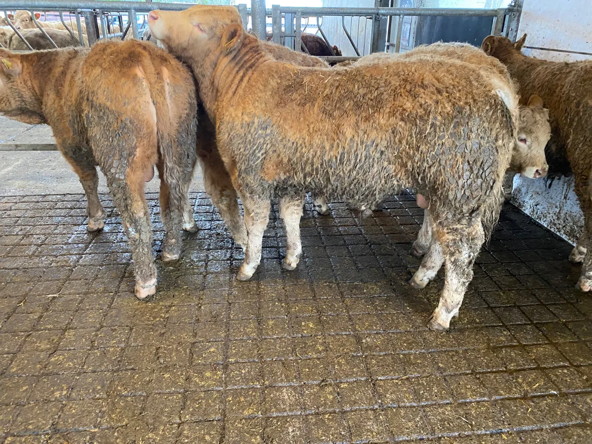 8 Smashing Charolais Bullocks - Image 4