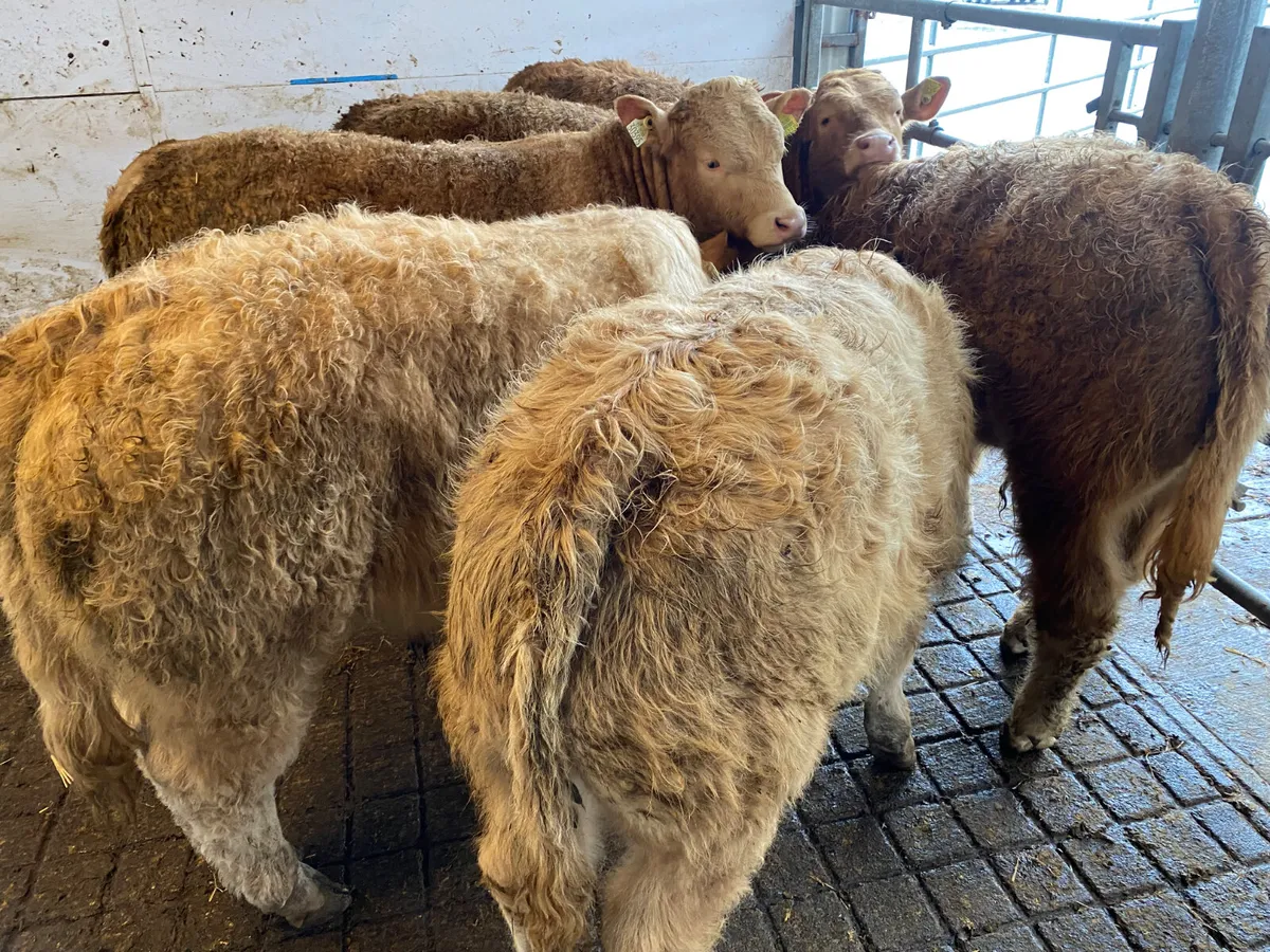 8 Smashing Charolais Bullocks - Image 2