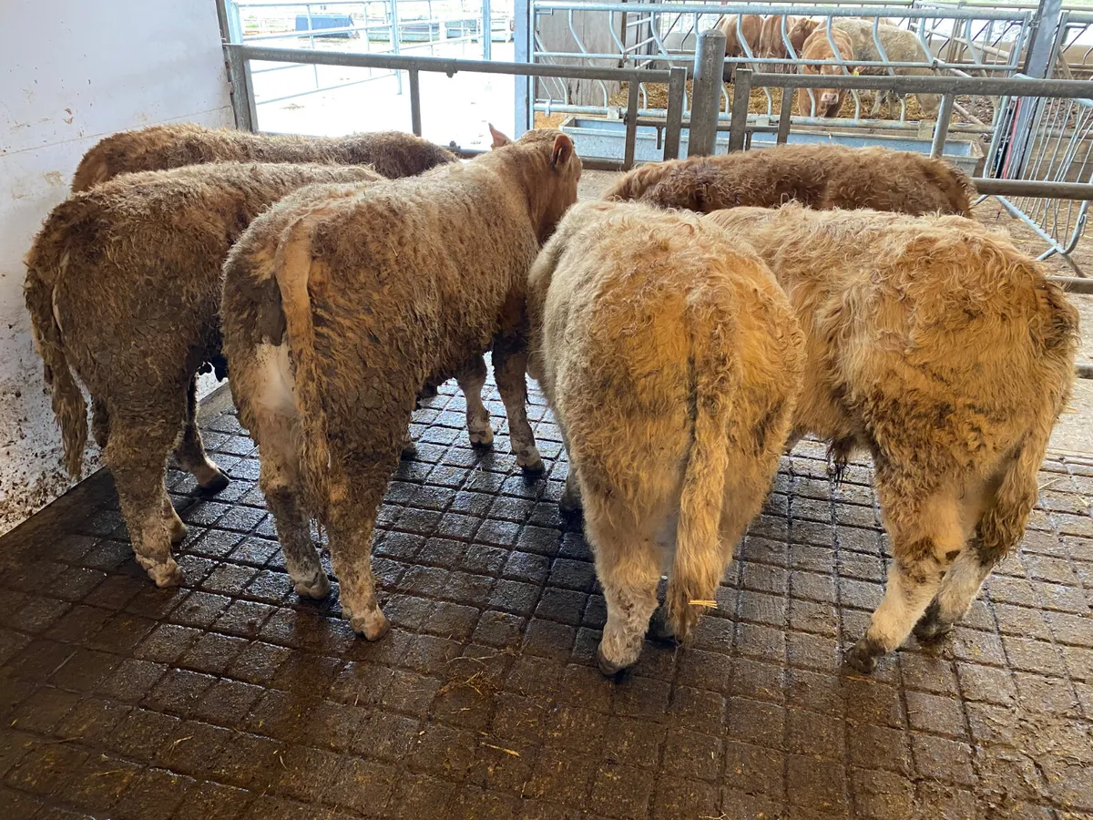 8 Smashing Charolais Bullocks - Image 1