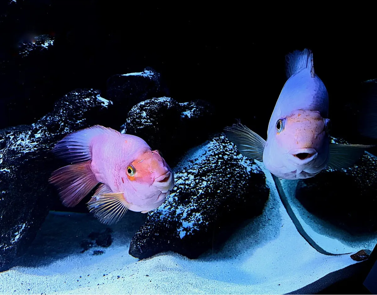 For free! Pair of adult Red blooded parrots - Image 1