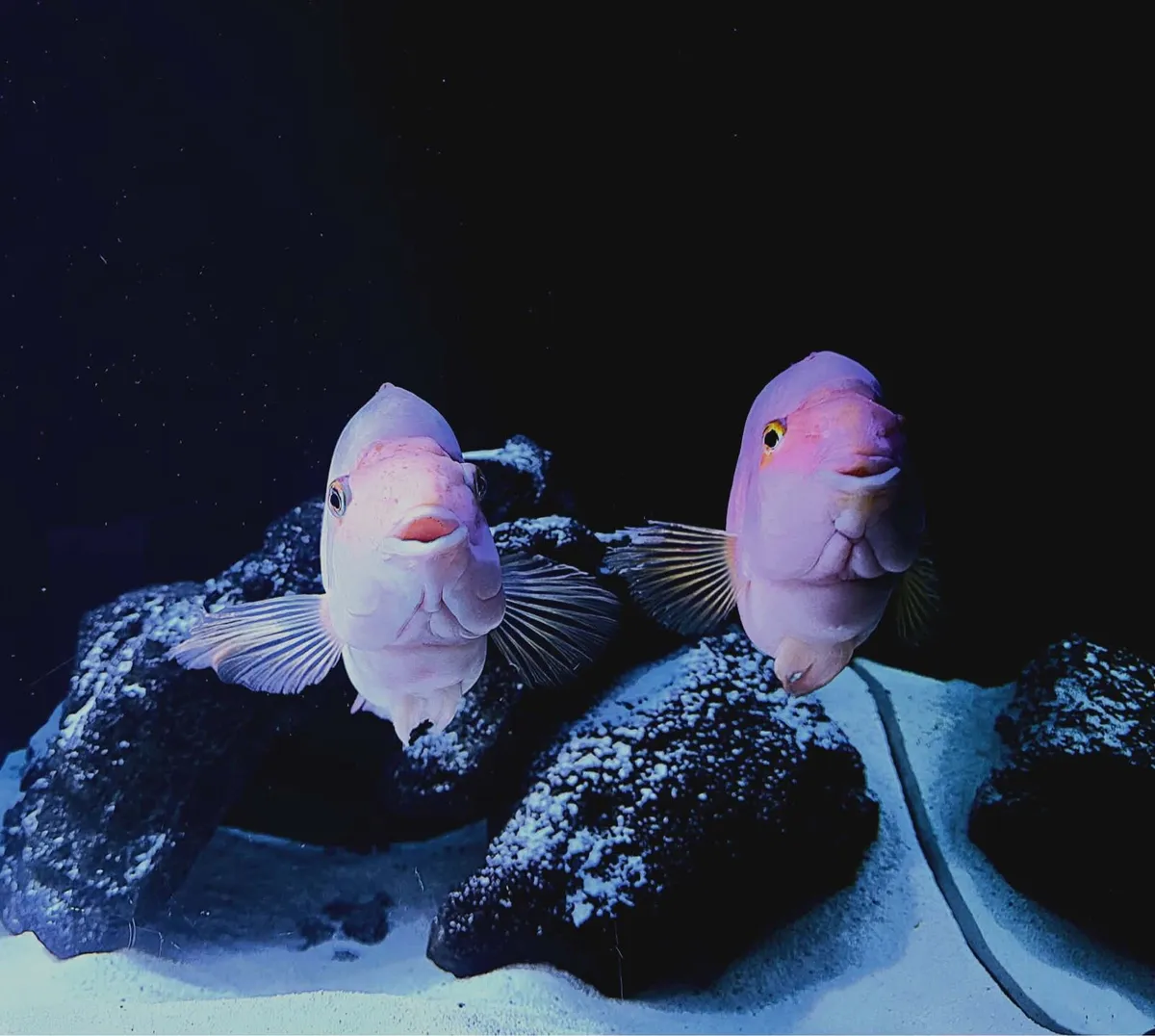 For free! Pair of adult Red blooded parrots - Image 2