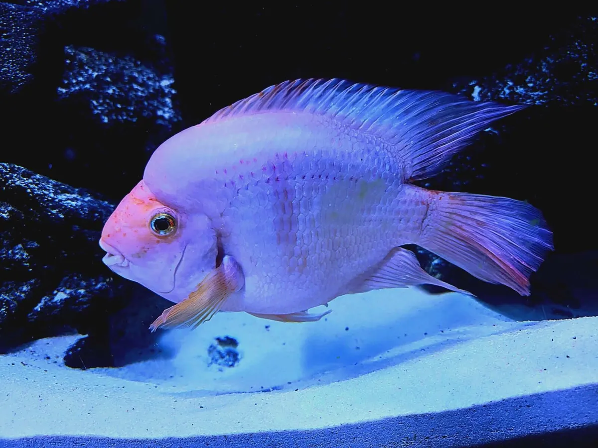 For free! Pair of adult Red blooded parrots - Image 3