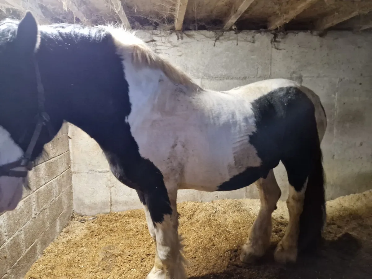 Stallion at stud - Image 2