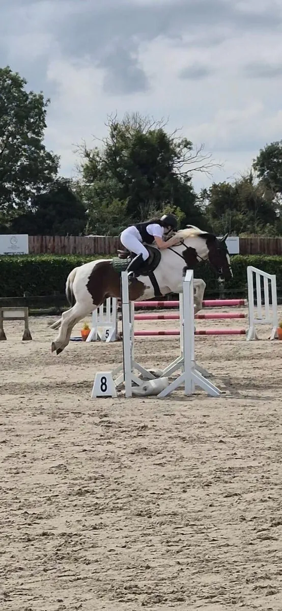 14.2hh Pony - Image 2