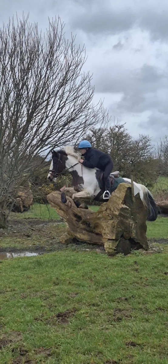 14.2hh Pony - Image 4