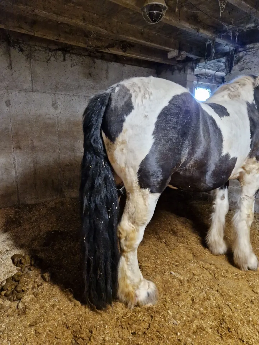 Stallion at stud - Image 3