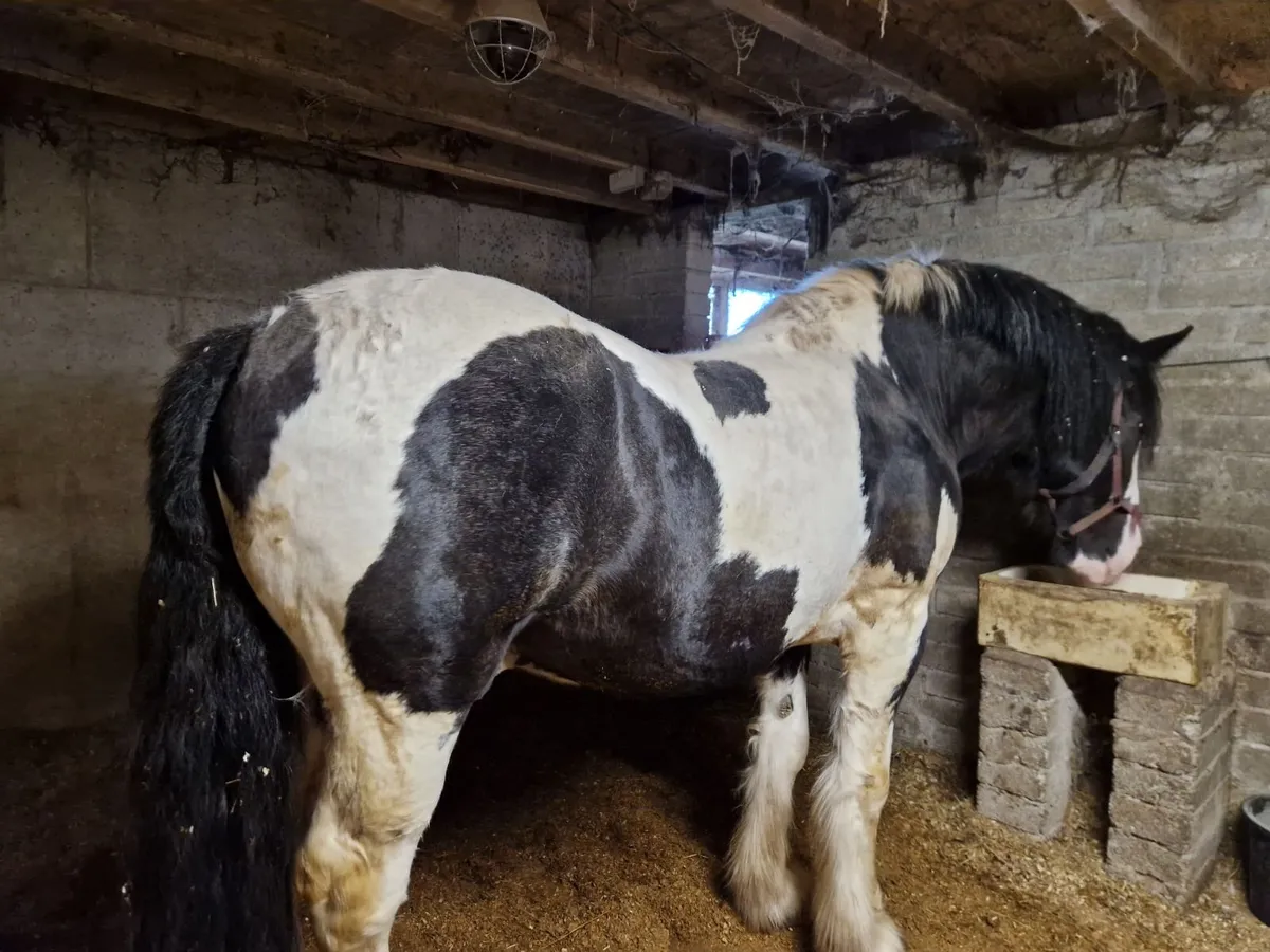 Stallion at stud - Image 4