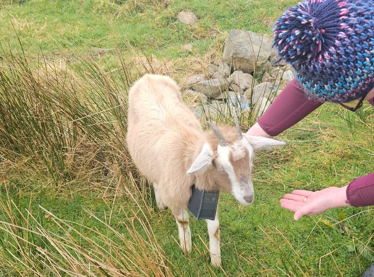 Small Toggenburg - Image 3