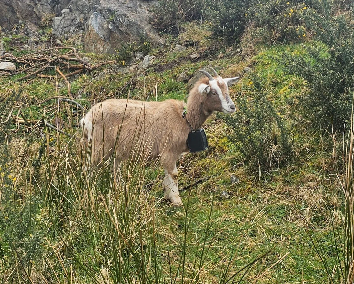 Small Toggenburg - Image 1