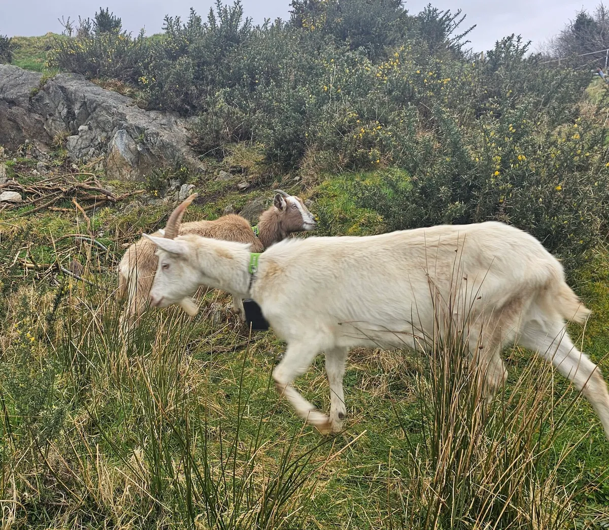 Small Toggenburg - Image 2