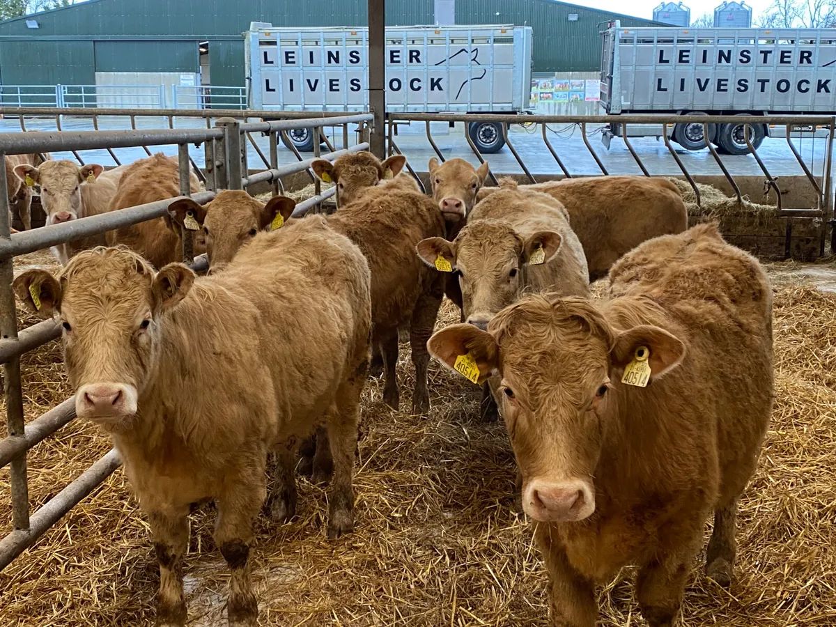 8 Golden Charolais Heifers - Image 4