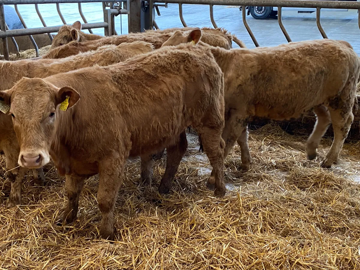 8 Golden Charolais Heifers - Image 1