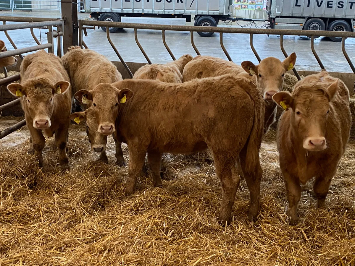 8 Golden Charolais Heifers - Image 1