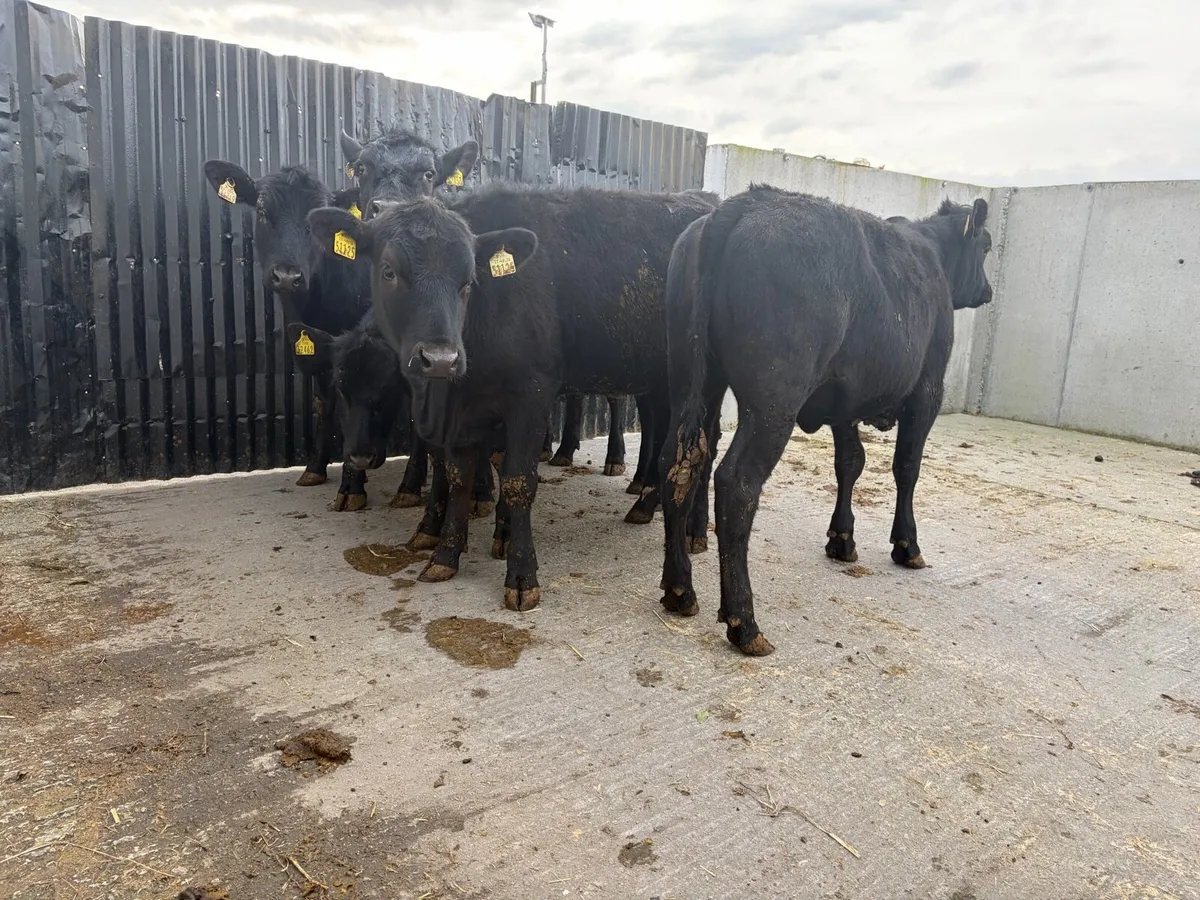 5 super 300 kilo angus heifers for sale - Image 1