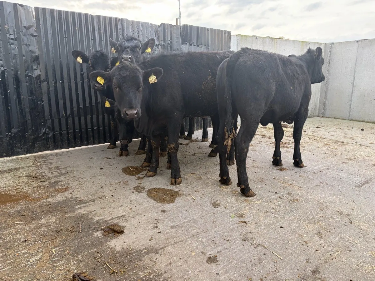 5 super 300 kilo angus heifers for sale - Image 2